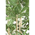 Leaves Plant Bamboo Plant With Leaves In Black Pot