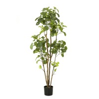 Kunstplant - Polyscias - Aralia - 160 cm