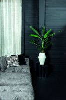 Ravenala Boom | Groen Blad | Zwarte Pot – S – 120 cm