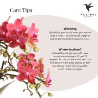 Kolibri Orchids | rode Phalaenopsis orchidee potmaat Ø9cm |  Congo | bloeiende kamerplant - vers van de kweker