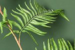 Fern Plant Green Sword Fern Plant In Black Pot