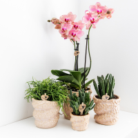 Kolibri Orchids | COMBI DEAL van 4 Phalaenopsis orchideeën - Pirate Picotee - potmaat Ø12cm | bloeiende kamerplant - vers van de kweker 12.0