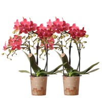 Kolibri Orchids | COMBI DEAL van 2 rode Phalaenopsis orchideeën - Congo - potmaat Ø9cm bloeiende kamerplant - vers van de kweker