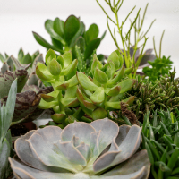 Everpring - Succulent mix - 18 pieces - 10 cm - Ø8.5