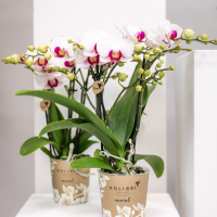 Kolibri Orchids | witte Phalaenopsis orchidee potmaat Ø9cm | Gibraltar | bloeiende kamerplant - vers van de kweker