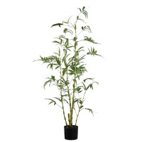Tree Green Bamboo Tree In Pot