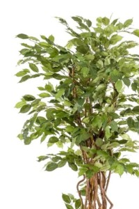 Ficus Liana Artificial Tree 170cm