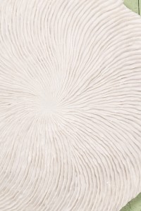 Kathelle White Poly Round Coral Shaped Wallpanel S