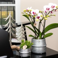 Kolibri Orchids | witte Phalaenopsis orchidee potmaat Ø9cm | Gibraltar | bloeiende kamerplant - vers van de kweker