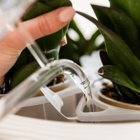 Kolibri Orchids | Paarse orchideeënset in Como dish incl. waterreservoir | twee paarse Morelia orchideeën 9cm