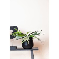 Kunstplant - Staghorn Fern - Hertshoorn - 33 cm