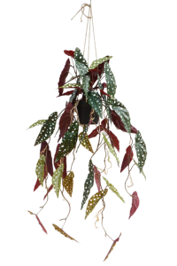 Begonia Maculata Artificial Hanging Plant 95cm