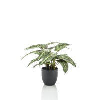 Kunstplant - Calathea Zebrina - Schaduwplant - 38 cm