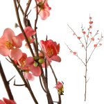 Blossom Flower Pink Cherry Blossom S