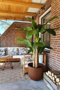 Artificial Banana Plant 180cm