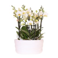 Kolibri Orchids | witte orchideeënset in Como dish incl. waterreservoir | drie witte orchideeën Lausanne 9cm | Mono Bouquet wit met zelfvoorzienend waterreservoir