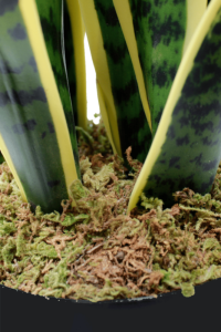 Sansevieria artificial plant 70cm