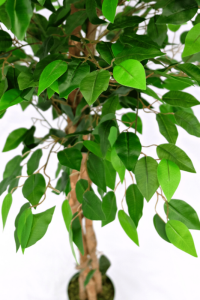 Artificial Ficus 150cm