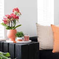 Kolibri Orchids | rode Phalaenopsis orchidee potmaat Ø9cm |  Congo | bloeiende kamerplant - vers van de kweker