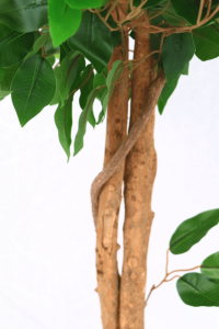 Artificial Ficus 130cm