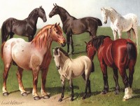 New York Puzzle Company Horse Breeds - 1000 pieces