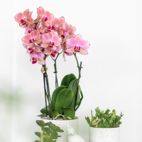 Kolibri Orchids | COMBI DEAL van 4 Phalaenopsis orchideeën - Pirate Picotee - potmaat Ø12cm | bloeiende kamerplant - vers van de kweker 12.0