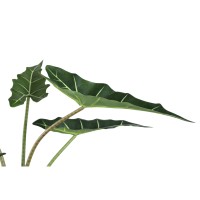 Leaves Plant Green Alocasia Plant In Pot S