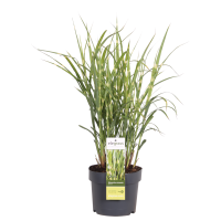 Miscanthus sinensis Strictus - Ø23cm - ↕60cm - Ø19 - ↨50cm