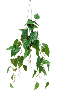 Anthurium Artificial Hanging Plant 95cm