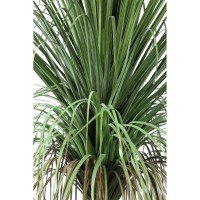 Leaves Plant Green Onion Grass On Coconut Tree B