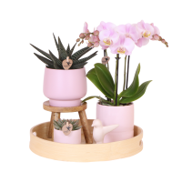 Kolibri Orchids | Gift set Moederdag Big | Groene plant met roze Phalaenopsis orchidee in Simplicity sierpotten roze op bamboe plate
