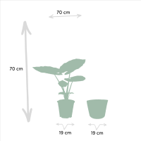Strelitzia Nicolai - Ø19cm - ↕85cm + Alocasia Macrorrhiza - Ø19cm - ↕70cm + Mand Selin