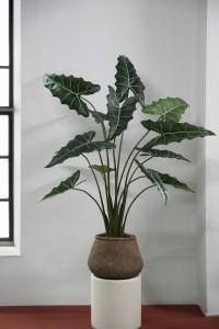 Leaves Plant Green Alocasia Plant In Pot L