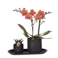 Kolibri Company | Plantenset Urban Nature small | Oranje Phalaenopsis Orchidee Bolzano en Succulent incl. keramieken sierpotten op zwart dienblad