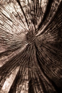 Losh GunMetal Alu Wavy Leaf Bowl Oval