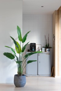 Strelitzia Artificial Plant 160cm