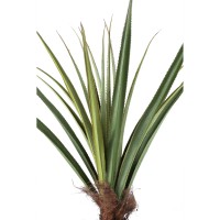 Tree Green Pandanus Tree In Pot 150cm
