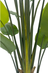 Artificial Strelitzia Plant 210cm