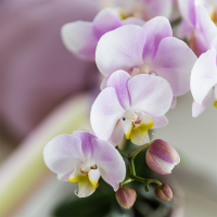 Kolibri Orchids | Roze orchideeënset in Como dish incl. waterreservoir | twee roze Portugal orchideeën 9cm