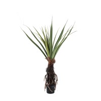 Tree Green Pandanus Tree In Pot 150cm