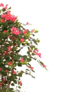 Bougainvillea Artificial plant 180cm