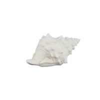 Graeme White Poly Shell Shaped LED Lamp S