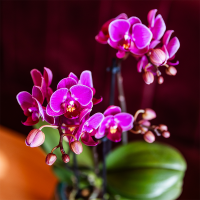 Kolibri Orchids | Paarse orchideeënset in Como dish incl. waterreservoir | twee paarse Morelia orchideeën 9cm