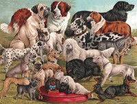 New York Puzzle Company Dog Breeds - 1000 pieces