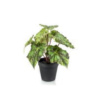 Kunstplant - Begonia Rex - Bladbegonia - 25 cm