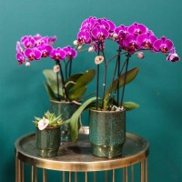 Kolibri Orchids | paarse orchideeënset in Como dish incl. waterreservoir | drie paarse orchideeën Morelia 9cm | Mono Bouquet paars met zelfvoorzienend waterreservoir