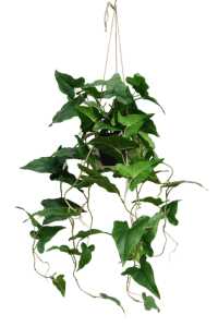 Typhonium Artificial Hanging Plant 95cm