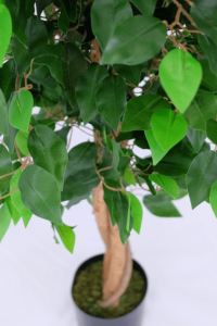 Artificial Ficus 130cm