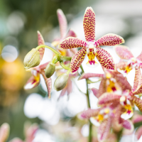 Kolibri Orchids | oranje 'Spider' orchidee + Mosa sierpot oranje - potmaat Ø9cm | bloeiende kamerplant - vers van de kweker