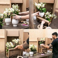 Kolibri Orchids | rode Phalaenopsis orchidee potmaat Ø9cm |  Congo | bloeiende kamerplant - vers van de kweker
